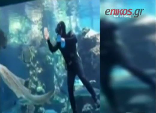 Ένας χαδιάρης… καρχαρίας – ΒΙΝΤΕΟ