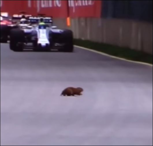 Ένας σκίουρος ανάμεσα στα μονοθέσια του Grand Prix – ΒΙΝΤΕΟ