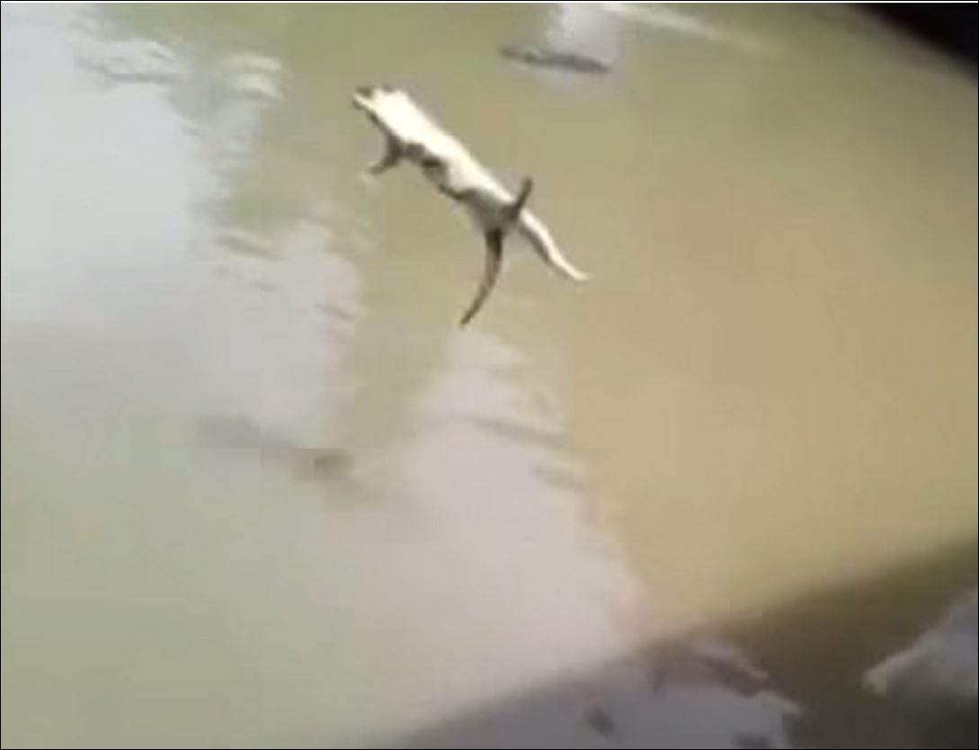 Παγκόσμια κατακραυγή για το βίντεο με τη γάτα και τους κροκόδειλους