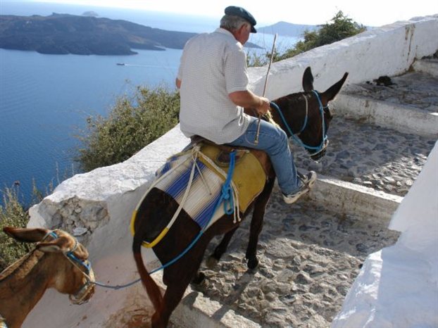 Πινακίδες και ασφάλεια στα… γαϊδουράκια – ΒΙΝΤΕΟ