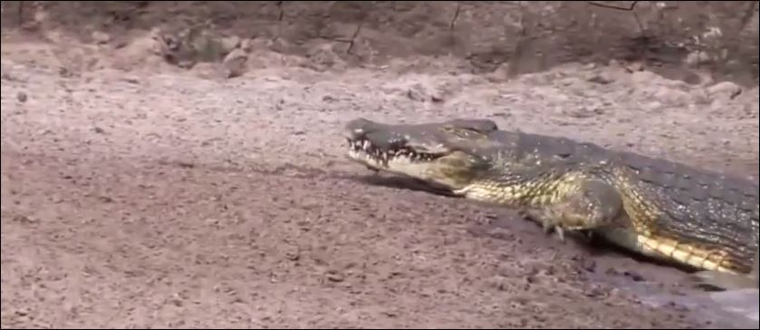 Αυτός ο κροκόδειλος χρειάζεται… προπόνηση – ΒΙΝΤΕΟ