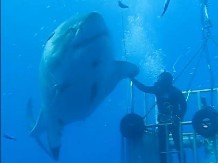 “Ε καρχαρία… κόλλα 5” – ΒΙΝΤΕΟ