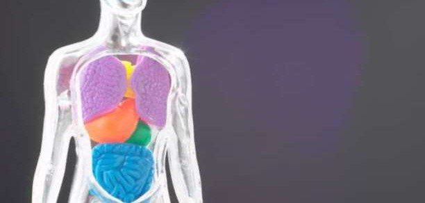 Τι μπορεί να σημαίνουν οι διάφοροι ήχοι του σώματος;