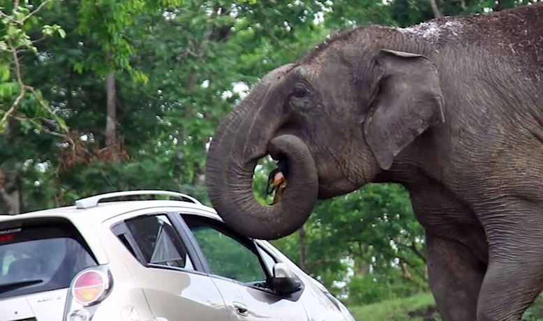 “Πλήρωσαν” ακριβά τη selfie με τον ελέφαντα – ΒΙΝΤΕΟ