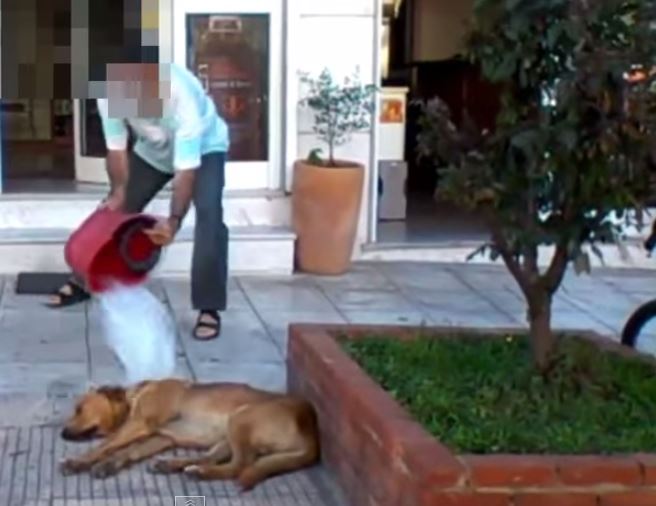 Εισαγγελική εντολή για τον φαρμακοποιό που μπουγέλωσε σκύλο με χλωρίνη – ΒΙΝΤΕΟ