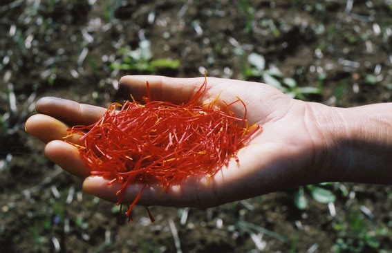 Κρόκος Κοζάνης – Τo “φάρμακο” της φύσης