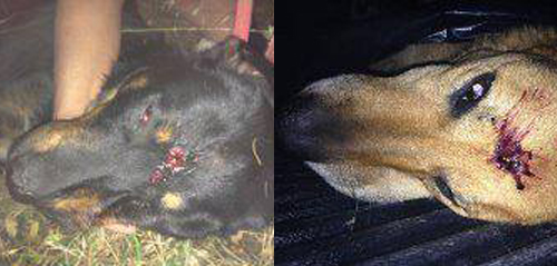 ΦΩΤΟ – Σοκ: Πυροβόλησαν εξ επαφής δύο σκυλάκια