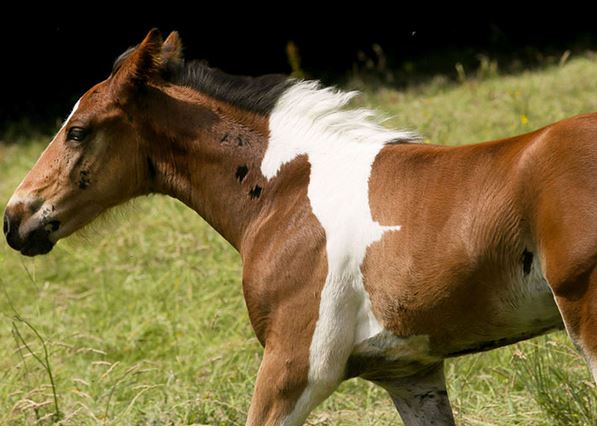 Άλογο γεννήθηκε με σχήμα… αλόγου στην πλάτη του – ΦΩΤΟ