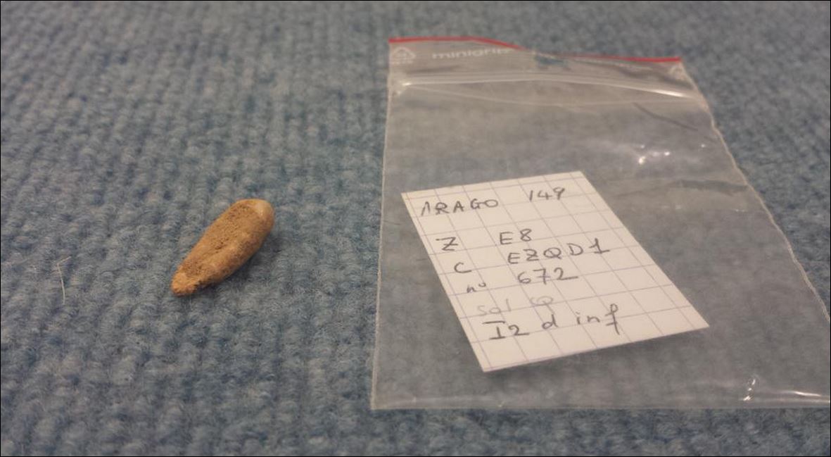 Ένα δόντι ηλικίας 560.000 ετών – ΦΩΤΟ