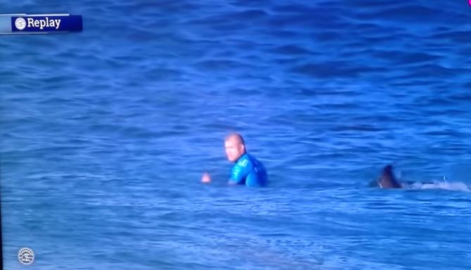 Επίθεση καρχαρία σε σέρφερ – Δείτε πως σώθηκε – ΒΙΝΤΕΟ