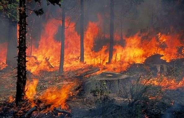 Στάχτη έγιναν 5.000 στρέμματα στην Εύβοια