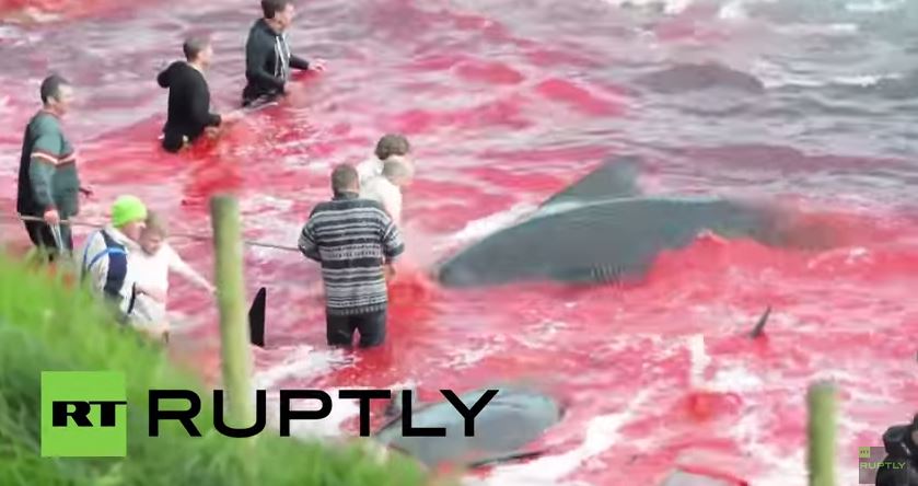 Το φριχτό έθιμο με τη μαζική σφαγή φαλαινών – ΒΙΝΤΕΟ