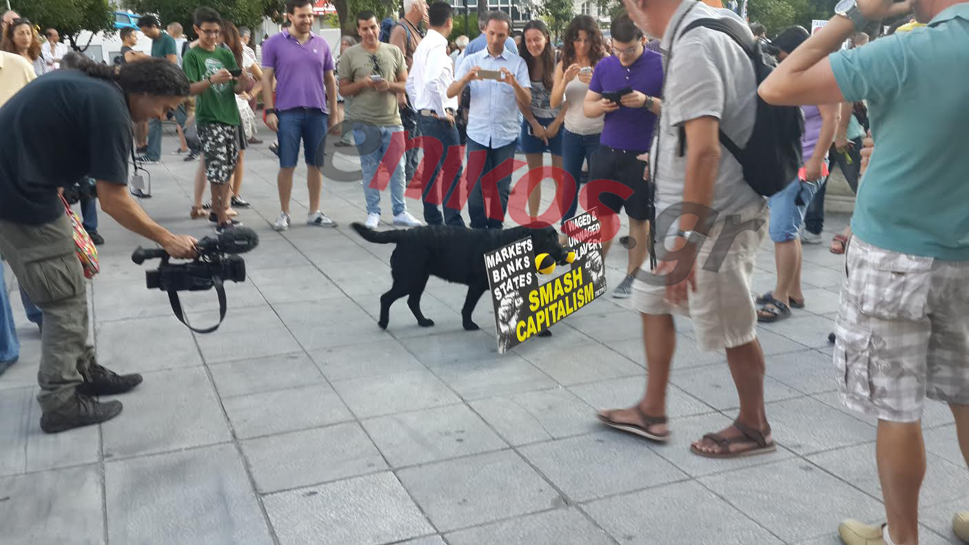 Ο σκύλος που “τρέλανε” τους ξένους δημοσιογράφους – ΦΩΤΟ