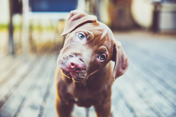 Γιατί τα σκυλιά γυρίζουν το κεφάλι τους πλάγια όταν τους μιλάμε;