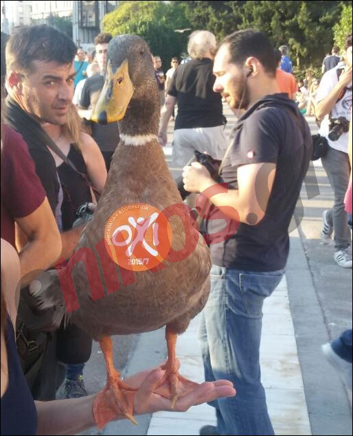 Μία πάπια “διαδηλώνει” για το όχι στο Σύνταγμα – ΦΩΤΟ