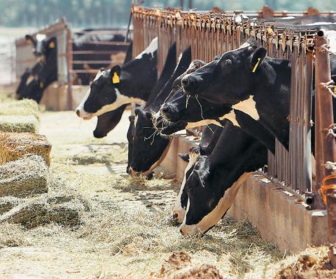 Συμπλήρωμα διατροφής… για αγελάδες