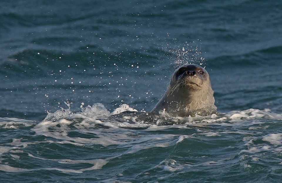 Μεσογειακή φώκια εμφανίστηκε σε παραλίες της Λεμεσού – ΦΩΤΟ