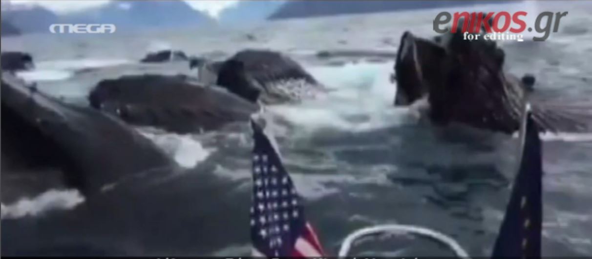 Βάρκα με ψαράδες ανάμεσα σε ένα κοπάδι φαλαινών – ΒΙΝΤΕΟ