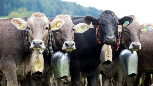 Δικαστήριο υποχρέωσε κτηνοτρόφο να βγάλει τα κουδούνια από τις αγελάδες του