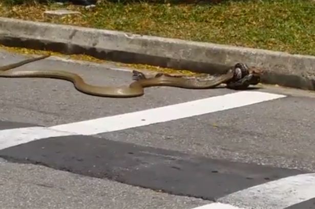 Επική “μάχη” κόμπρας και πύθωνα – ΒΙΝΤΕΟ