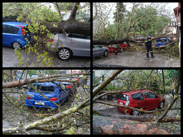 Πλάτανος καταπλάκωσε αυτοκίνητα στα Γιάννενα