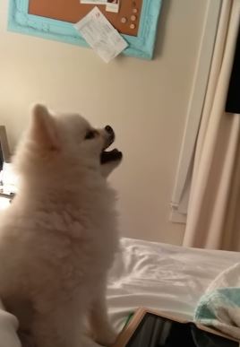 Κουτάβι φτερνίζεται για πρώτη φορά και… τρελαίνεται – ΒΙΝΤΕΟ