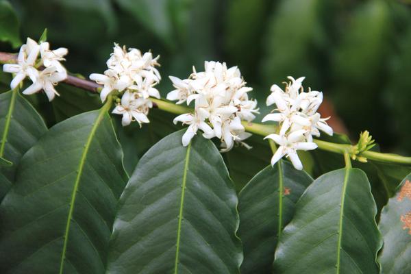 Τα υπέροχα λουλούδια του… καφέ – ΦΩΤΟ