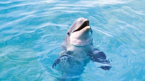Ένα δελφίνι σε παραλία της Ξάνθης
