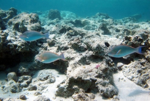 Θαλάσσια τσιμπήματα: Τι πρέπει να προσέχετε και πώς θα τα αντιμετωπίσετε