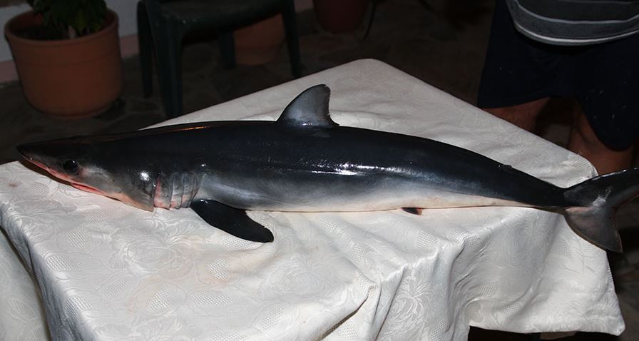 Μικρός καρχαρίας πιάστηκε στον Παγασητικό – ΦΩΤΟ