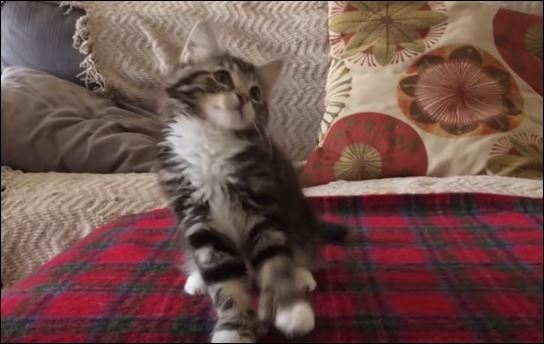 Αυτό το γατάκι έγινε viral και θα σας φτιάξει το κέφι – ΒΙΝΤΕΟ