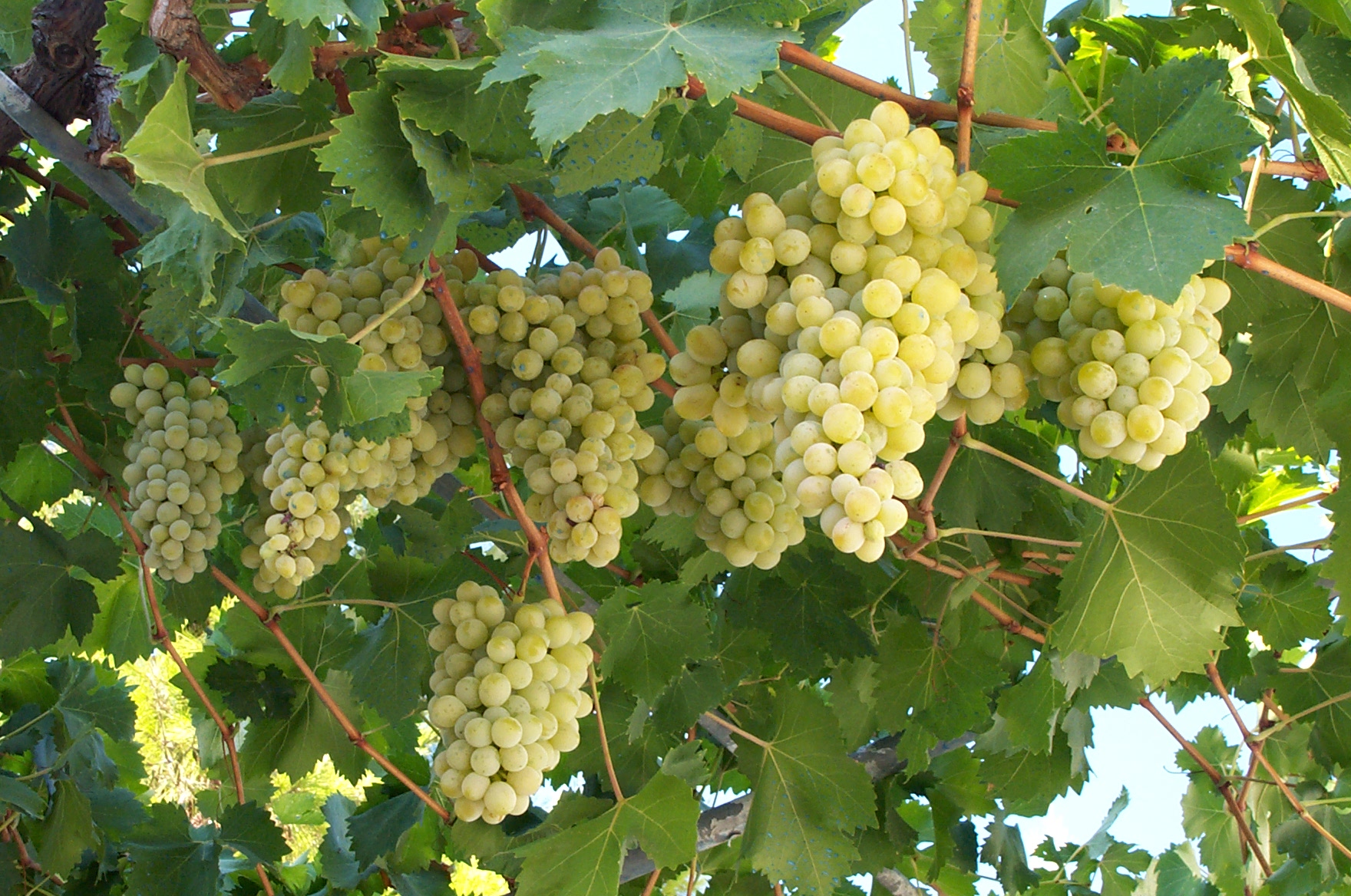 Τον συνέλαβαν επειδή έκλεβε συστηματικά σταφύλια