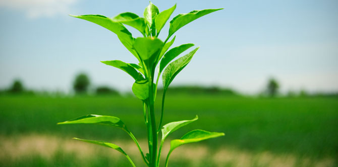 Ανακαλύφθηκε άγνωστη ομοιότητα φυτών – ζώων