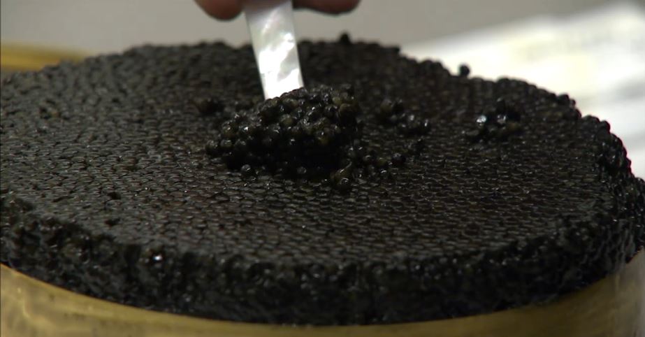 Το ρωσικό χαβιάρι που παράγεται στην Ιταλία – ΒΙΝΤΕΟ