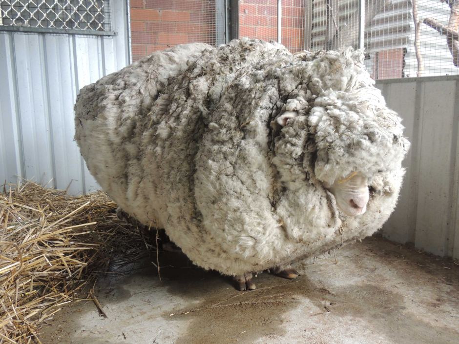 Το πιο μαλλιαρό πρόβατο στον κόσμο – ΦΩΤΟ