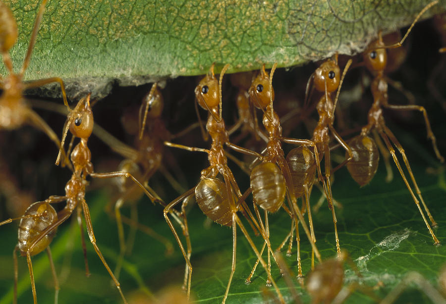 Μυρμήγκια “φρουροί” των καλλιεργειών