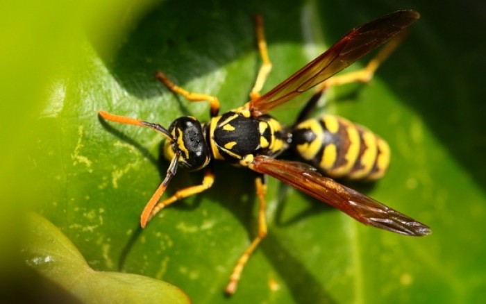 Μέλισσα προκάλεσε σοβαρό τροχαίο – ΦΩΤΟ
