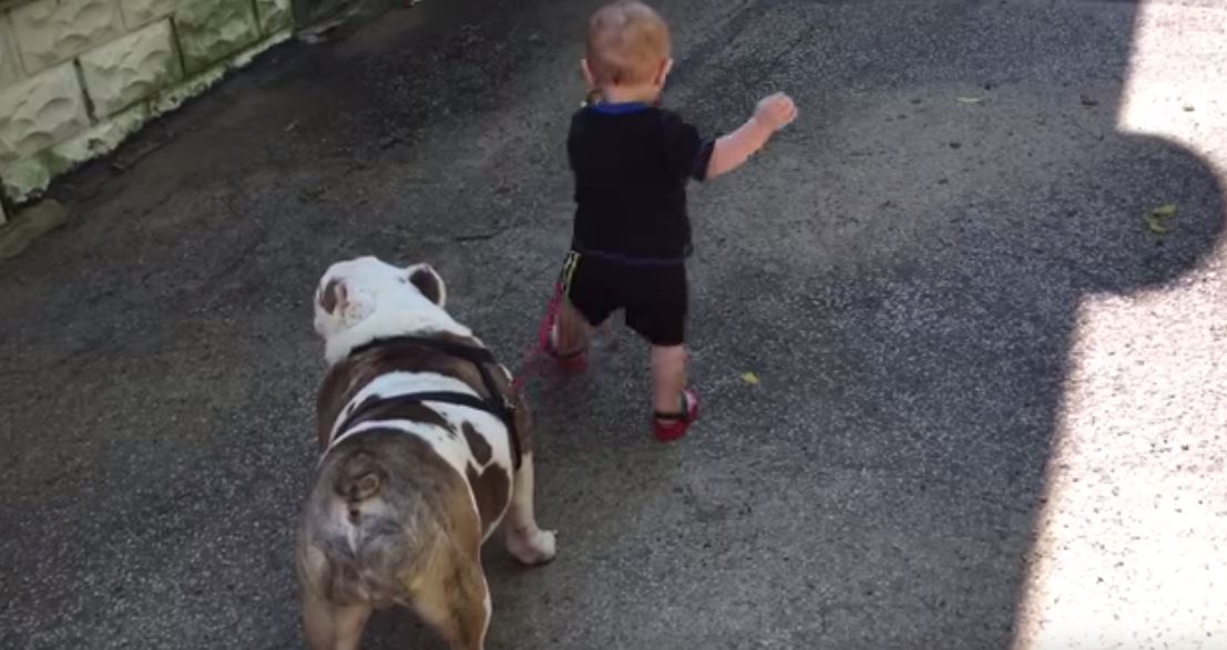 Μωρό προσπαθεί να πάει βόλτα ένα …μπουλντόγκ – ΒΙΝΤΕΟ