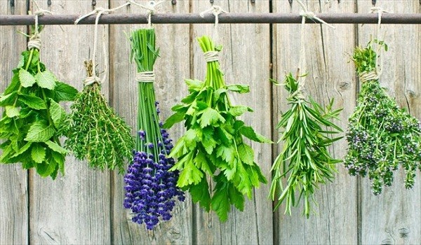 Ποιο βότανο ενισχύει τη μνήμη