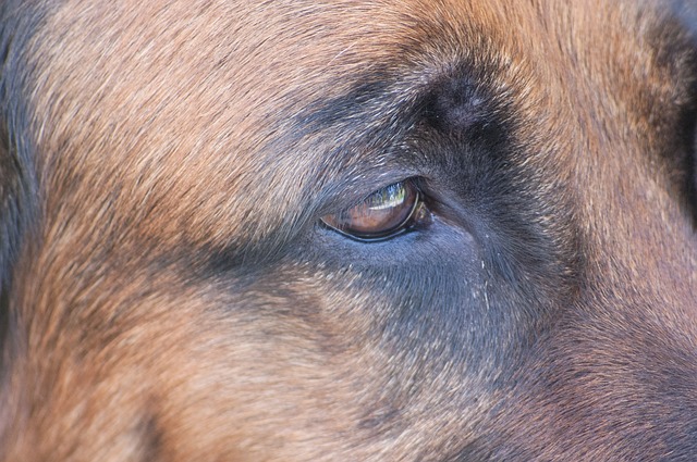 40χρονος εκτέλεσε εν ψυχρώ σκύλο