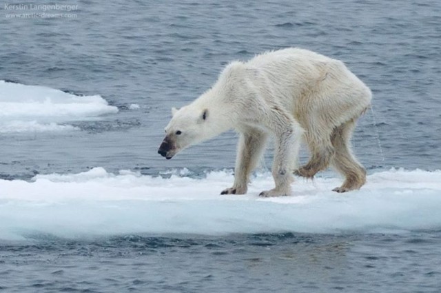 Σοκάρει η φωτογραφία της αποστεωμένης πολικής αρκούδας
