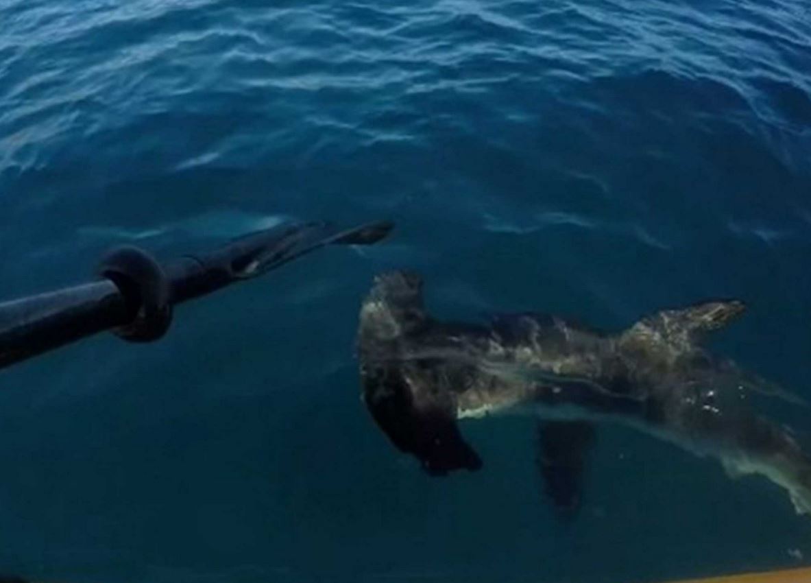 Καγιάκερ πάλεψε με καρχαρία – ΒΙΝΤΕΟ
