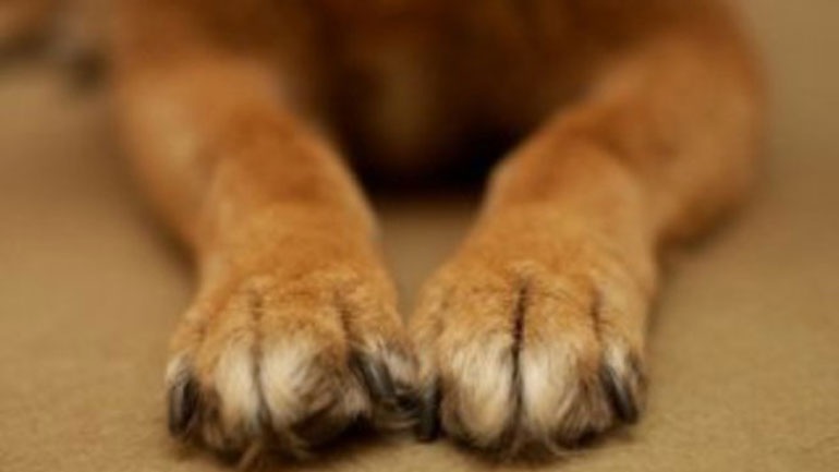 Δημοτικός σύμβουλος συνελήφθη για κακοποίηση του σκύλου του