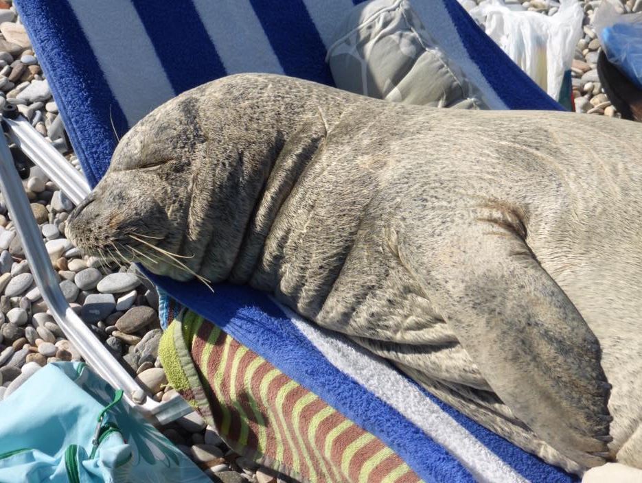 Η φώκια που …λατρεύει τις ξαπλώστρες επέστρεψε – ΦΩΤΟ