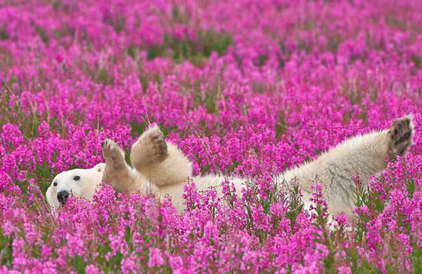Πολικές αρκούδες παίζουν σε ανθισμένα λιβάδια – ΦΩΤΟ