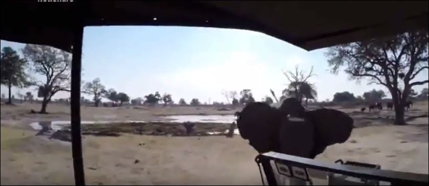 Mαινόμενος… ελέφαντας επιτίθεται σε τουρίστες – ΒΙΝΤΕΟ
