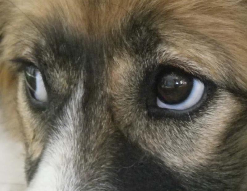 Σοκ στην Ηλεία: Έσερνε με μοτοσικλέτα έναν σκύλο