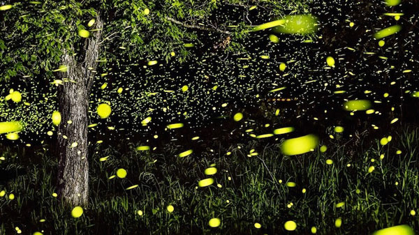 Πάρκο πυγολαμπίδων στην Κίνα – ΦΩΤΟ