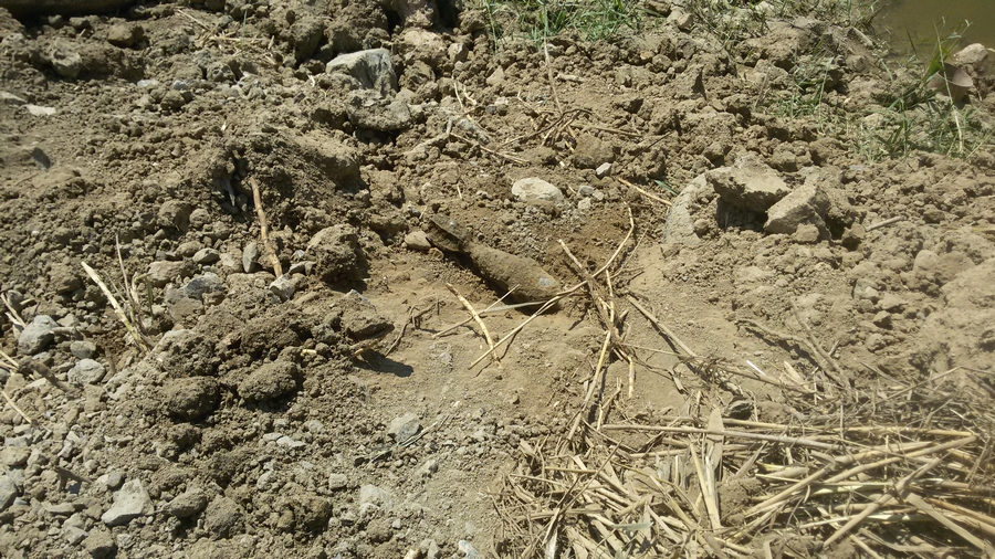 Συναγερμός στη Λαμία από τον εντοπισμό όλμου – ΦΩΤΟ