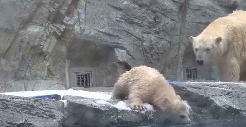 Μαμά αρκούδα σώζει το μικρό της από πνιγμό – ΒΙΝΤΕΟ